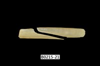 藏品(竹蟶)的圖片